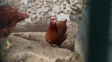 Kümesteki kahverengi tavuklar Gallus gallus domesticus, gagalamaktan atlayıp kaçmaya kadar. Canlı 4K 'da yakalandılar, doğal hareketlerini ve ilginç davranışlarını ayrıntılı olarak izlediler.