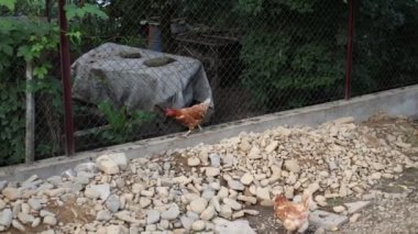 Kümesteki kahverengi tavuklar Gallus gallus domesticus, gagalamaktan atlayıp kaçmaya kadar. Canlı 4K 'da yakalandılar, doğal hareketlerini ve ilginç davranışlarını ayrıntılı olarak izlediler.