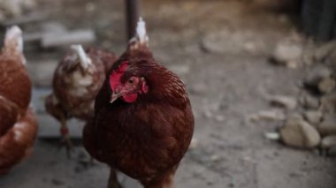 Kümesteki kahverengi tavuklar Gallus gallus domesticus, gagalamaktan atlayıp kaçmaya kadar. Canlı 4K 'da yakalandılar, doğal hareketlerini ve ilginç davranışlarını ayrıntılı olarak izlediler.