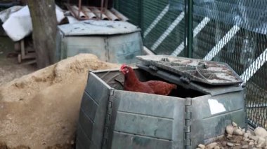 Kümesteki kahverengi tavuklar Gallus gallus domesticus, gagalamaktan atlayıp kaçmaya kadar. Canlı 4K 'da yakalandılar, doğal hareketlerini ve ilginç davranışlarını ayrıntılı olarak izlediler.