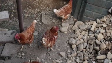 Kümesteki kahverengi tavuklar Gallus gallus domesticus, gagalamaktan atlayıp kaçmaya kadar. Canlı 4K 'da yakalandılar, doğal hareketlerini ve ilginç davranışlarını ayrıntılı olarak izlediler.