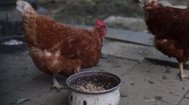 Kümesteki kahverengi tavuklar Gallus gallus domesticus, gagalamaktan atlayıp kaçmaya kadar. Canlı 4K 'da yakalandılar, doğal hareketlerini ve ilginç davranışlarını ayrıntılı olarak izlediler.