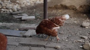 Kümesteki kahverengi tavuklar Gallus gallus domesticus, gagalamaktan atlayıp kaçmaya kadar. Canlı 4K 'da yakalandılar, doğal hareketlerini ve ilginç davranışlarını ayrıntılı olarak izlediler.