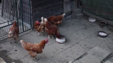 Kümesteki kahverengi tavuklar Gallus gallus domesticus, gagalamaktan atlayıp kaçmaya kadar. Canlı 4K 'da yakalandılar, doğal hareketlerini ve ilginç davranışlarını ayrıntılı olarak izlediler.