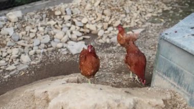 Kümesteki kahverengi tavuklar Gallus gallus domesticus, gagalamaktan atlayıp kaçmaya kadar. Canlı 4K 'da yakalandılar, doğal hareketlerini ve ilginç davranışlarını ayrıntılı olarak izlediler.