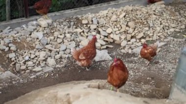 Kümesteki kahverengi tavuklar Gallus gallus domesticus, gagalamaktan atlayıp kaçmaya kadar. Canlı 4K 'da yakalandılar, doğal hareketlerini ve ilginç davranışlarını ayrıntılı olarak izlediler.