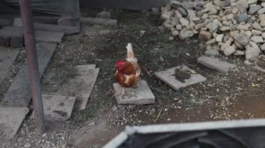 Kümesteki kahverengi tavuklar Gallus gallus domesticus, gagalamaktan atlayıp kaçmaya kadar. Canlı 4K 'da yakalandılar, doğal hareketlerini ve ilginç davranışlarını ayrıntılı olarak izlediler.