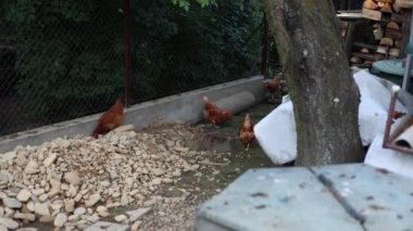 Kümesteki kahverengi tavuklar Gallus gallus domesticus, gagalamaktan atlayıp kaçmaya kadar. Canlı 4K 'da yakalandılar, doğal hareketlerini ve ilginç davranışlarını ayrıntılı olarak izlediler.