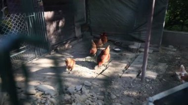 Kümesteki kahverengi tavuklar Gallus gallus domesticus, gagalamaktan atlayıp kaçmaya kadar. Canlı 4K 'da yakalandılar, doğal hareketlerini ve ilginç davranışlarını ayrıntılı olarak izlediler.