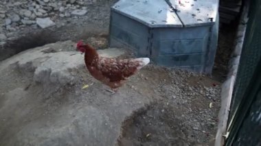 Kümesteki kahverengi tavuklar Gallus gallus domesticus, gagalamaktan atlayıp kaçmaya kadar. Canlı 4K 'da yakalandılar, doğal hareketlerini ve ilginç davranışlarını ayrıntılı olarak izlediler.