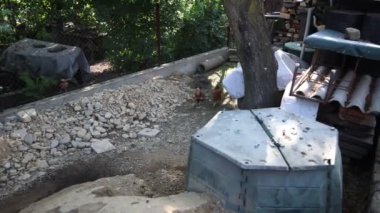 Kümesteki kahverengi tavuklar Gallus gallus domesticus, gagalamaktan atlayıp kaçmaya kadar. Canlı 4K 'da yakalandılar, doğal hareketlerini ve ilginç davranışlarını ayrıntılı olarak izlediler.