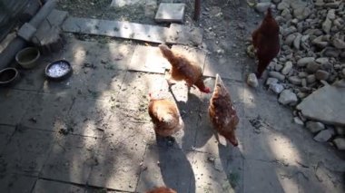 Kümesteki kahverengi tavuklar Gallus gallus domesticus, gagalamaktan atlayıp kaçmaya kadar. Canlı 4K 'da yakalandılar, doğal hareketlerini ve ilginç davranışlarını ayrıntılı olarak izlediler.