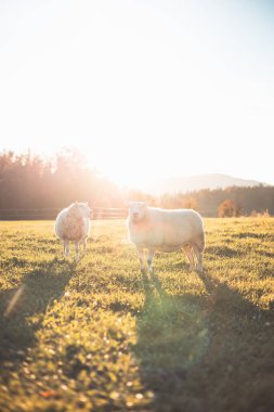 Three sheep stand together in a peaceful meadow during golden hour, surrounded by warm sunlight and a backdrop of trees and distant hills, showcasing rural charm. clipart