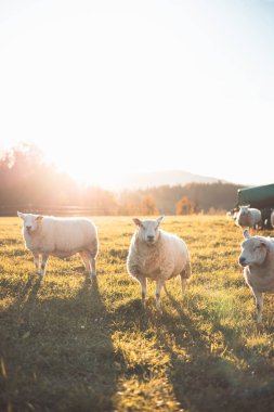 Three sheep stand together in a peaceful meadow during golden hour, surrounded by warm sunlight and a backdrop of trees and distant hills, showcasing rural charm. clipart