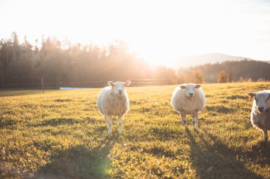 Üç koyun, sıcak güneş ışığı ve uzak tepelerden oluşan bir zemin ile çevrili, huzurlu bir çayırda bir araya gelerek kırsal çekiciliğini sergiliyor..