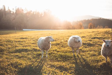 Üç koyun, sıcak güneş ışığı ve uzak tepelerden oluşan bir zemin ile çevrili, huzurlu bir çayırda bir araya gelerek kırsal çekiciliğini sergiliyor..