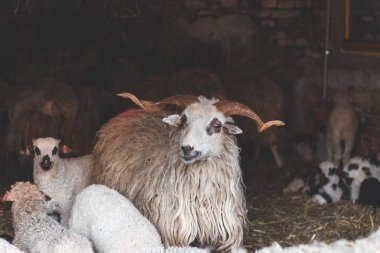 Pipetle dolu bir ahırda bir sürü tarafından çevrilmiş koyun sürüsü. Meraklı ifadesi ve yünlü dokusu kırsal çiftlik hayatının çekiciliğini ve basitliğini vurguluyor..