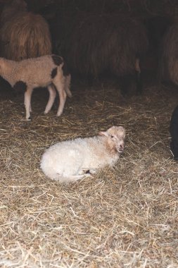 Close-up of an adorable young lamb with striking black and white markings. Its curious gaze and fluffy wool capture the innocence and charm of rural farm life. clipart