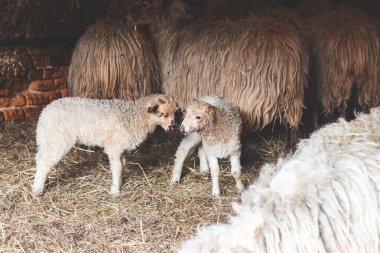 Lambs resting peacefully on a bed of straw against a rustic brick wall in a cozy barn. Their calm demeanor and natural setting embody the simplicity of rural farm life. clipart