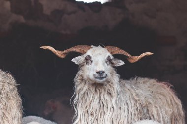 Pipetle dolu bir ahırda bir sürü tarafından çevrilmiş koyun sürüsü. Meraklı ifadesi ve yünlü dokusu kırsal çiftlik hayatının çekiciliğini ve basitliğini vurguluyor..