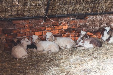 Kuzular, samandan bir yatakta, rahat bir ahırdaki tuğladan bir duvara karşı huzur içinde dinleniyorlar. Sakin tavırları ve doğal yapıları kırsal çiftlik hayatının basitliğini somutlaştırıyor..