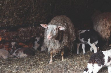 Pipetle dolu bir ahırda bir sürü tarafından çevrilmiş koyun sürüsü. Meraklı ifadesi ve yünlü dokusu kırsal çiftlik hayatının çekiciliğini ve basitliğini vurguluyor..