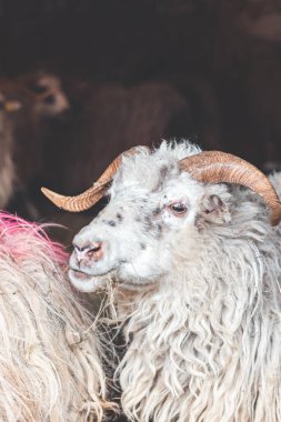 Koyun ahırın içinde birbirine sokulur. Yumuşak doğal ışıkla aydınlatılan kalın yünleri kırsal ve otantik bir çiftlik ortamı yaratır..
