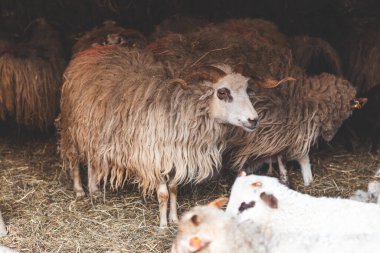 Sheep huddles closely together inside a barn, their thick wool illuminated by soft natural light, creating a rustic and authentic farm ambiance. clipart