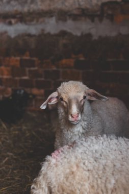 Sheep huddles closely together inside a barn, their thick wool illuminated by soft natural light, creating a rustic and authentic farm ambiance. clipart