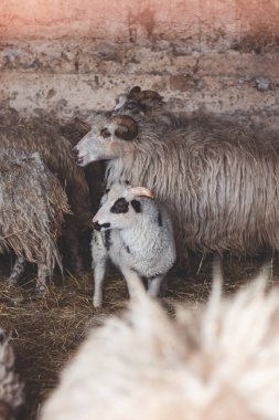 Sheep huddles closely together inside a barn, their thick wool illuminated by soft natural light, creating a rustic and authentic farm ambiance. clipart