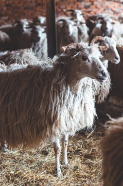 Koyun ahırın içinde birbirine sokulur. Yumuşak doğal ışıkla aydınlatılan kalın yünleri kırsal ve otantik bir çiftlik ortamı yaratır..