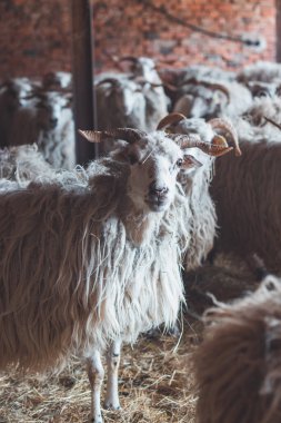 Koyun ahırın içinde birbirine sokulur. Yumuşak doğal ışıkla aydınlatılan kalın yünleri kırsal ve otantik bir çiftlik ortamı yaratır..