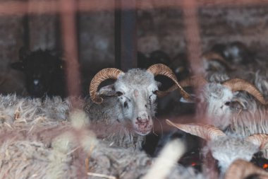 Sheep huddles closely together inside a barn, their thick wool illuminated by soft natural light, creating a rustic and authentic farm ambiance. clipart