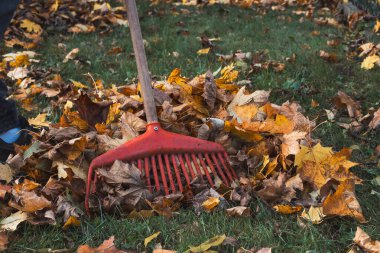 Sarı, turuncu ve kahverengi tonlarında sonbahar yaprakları arasında kırmızı bir tırmığın yakın çekimi. Mevsimlik bahçe işlerinin ve düşüşün canlı bir temsili..
