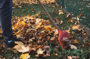 Sarı, turuncu ve kahverengi tonlarında sonbahar yaprakları arasında kırmızı bir tırmığın yakın çekimi. Mevsimlik bahçe işlerinin ve düşüşün canlı bir temsili..