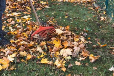 Sarı, turuncu ve kahverengi tonlarında sonbahar yaprakları arasında kırmızı bir tırmığın yakın çekimi. Mevsimlik bahçe işlerinin ve düşüşün canlı bir temsili..