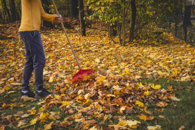 Sarı kazaklı ve bereli bir adam renkli bir ormanda sonbahar yapraklarını tırmıklıyor. Altın yapraklar ve sakin atmosfer mevsimsel açık hava çalışmalarının güzelliğini gözler önüne seriyor..