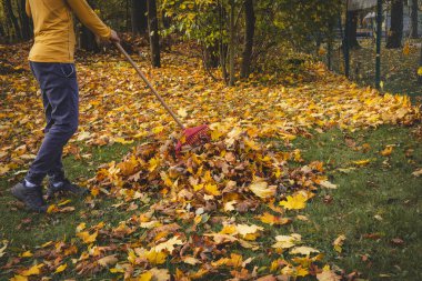 Sarı kazaklı ve bereli bir adam renkli bir ormanda sonbahar yapraklarını tırmıklıyor. Altın yapraklar ve sakin atmosfer mevsimsel açık hava çalışmalarının güzelliğini gözler önüne seriyor..