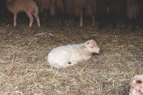 Çarpıcı siyah beyaz işaretleri olan sevimli genç bir kuzunun yakın çekimi. Meraklı bakışları ve tüylü yünleri kırsal kesimdeki hayatın masumiyetini ve çekiciliğini yakalıyor..