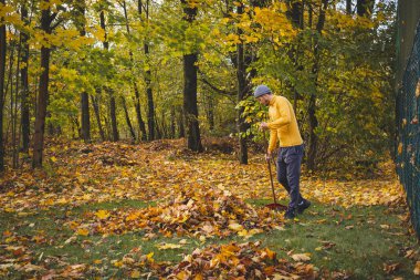 Sarı kazaklı ve bereli bir adam renkli bir ormanda sonbahar yapraklarını tırmıklıyor. Altın yapraklar ve sakin atmosfer mevsimsel açık hava çalışmalarının güzelliğini gözler önüne seriyor..