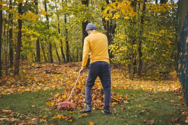 Sarı kazaklı ve bereli bir adam renkli bir ormanda sonbahar yapraklarını tırmıklıyor. Altın yapraklar ve sakin atmosfer mevsimsel açık hava çalışmalarının güzelliğini gözler önüne seriyor..
