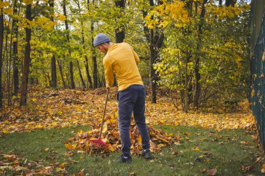Sarı kazaklı ve bereli bir adam renkli bir ormanda sonbahar yapraklarını tırmıklıyor. Altın yapraklar ve sakin atmosfer mevsimsel açık hava çalışmalarının güzelliğini gözler önüne seriyor..