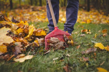 Sarı, turuncu ve kahverengi tonlarında sonbahar yaprakları arasında kırmızı bir tırmığın yakın çekimi. Mevsimlik bahçe işlerinin ve düşüşün canlı bir temsili..
