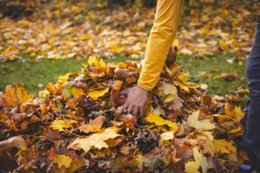 Close-up of hands gathering colorful autumn leaves into a pile on a green lawn. The vibrant yellows, oranges, and browns capture the essence of fall outdoor activity. clipart