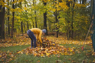 Sarı kazaklı ve bereli bir adam renkli bir ormanda sonbahar yapraklarını tırmıklıyor. Altın yapraklar ve sakin atmosfer mevsimsel açık hava çalışmalarının güzelliğini gözler önüne seriyor..