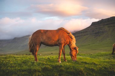 İzlanda atı, İzlanda, Grundarfjordur yakınlarındaki Snaefellsnes yarımadasında gün batımında huzur içinde otlar. Equus ferus caballus, bulutlu güneş ışığında otlaktır..