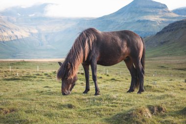 Şirin ve meraklı İzlanda tayı gün batımında Snaefellsnes Yarımadası 'ndaki Grundarfjordur yakınlarında otlar. Kuzey adasındaki tek at türü..