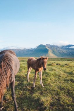 Tay ve annesi arka planda lavdan oluşan bir Kirkjufell ile İzlanda çayırında birlikte otluyorlar. Gün batımında Snaefellsnes Yarımadası Dağları, Batı İzlanda.