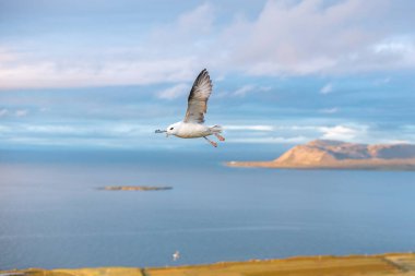 İzlanda martısı, Larus glaucoides, kıyı manzarasının üzerinde uçuyor, kanatları, dingin mavi gökyüzü ve günbatımının arka planına doğru uzanıyor. Snaefellsnes Yarımadası, Batı İzlanda.