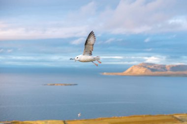 Iceland gull, Larus glaucoides, is flying over a coastal landscape, its wings outstretched against a backdrop of serene blue skies and sunset. Snaefellsnes peninsula, west Iceland. clipart